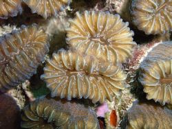 smooth flower coral by Lora Tucker 